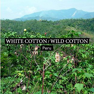 WHITE COTTON / WILD COTTON Peru