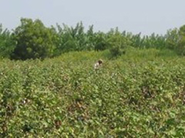 試験農場で綿花の栽培状況をチェックするスタッフ